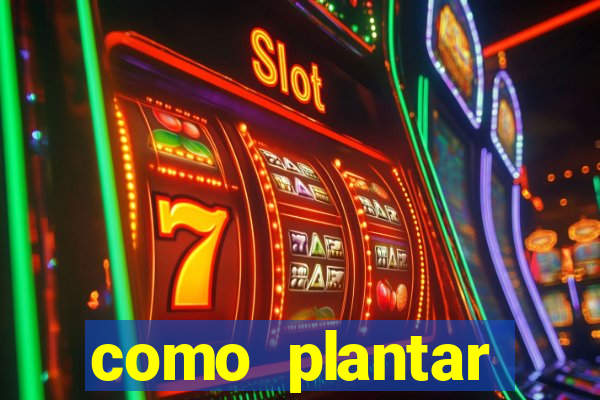como plantar gergelim no vaso